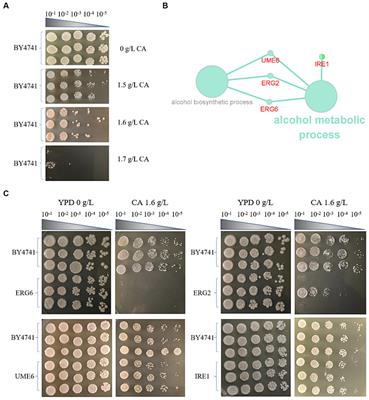 Genome-wide identification of resistance genes and response mechanism analysis of key gene knockout strain to catechol in Saccharomyces cerevisiae